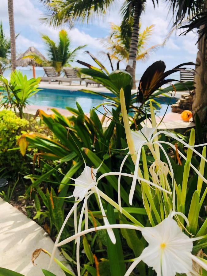 Coral Cove Inn Maya Beach المظهر الخارجي الصورة