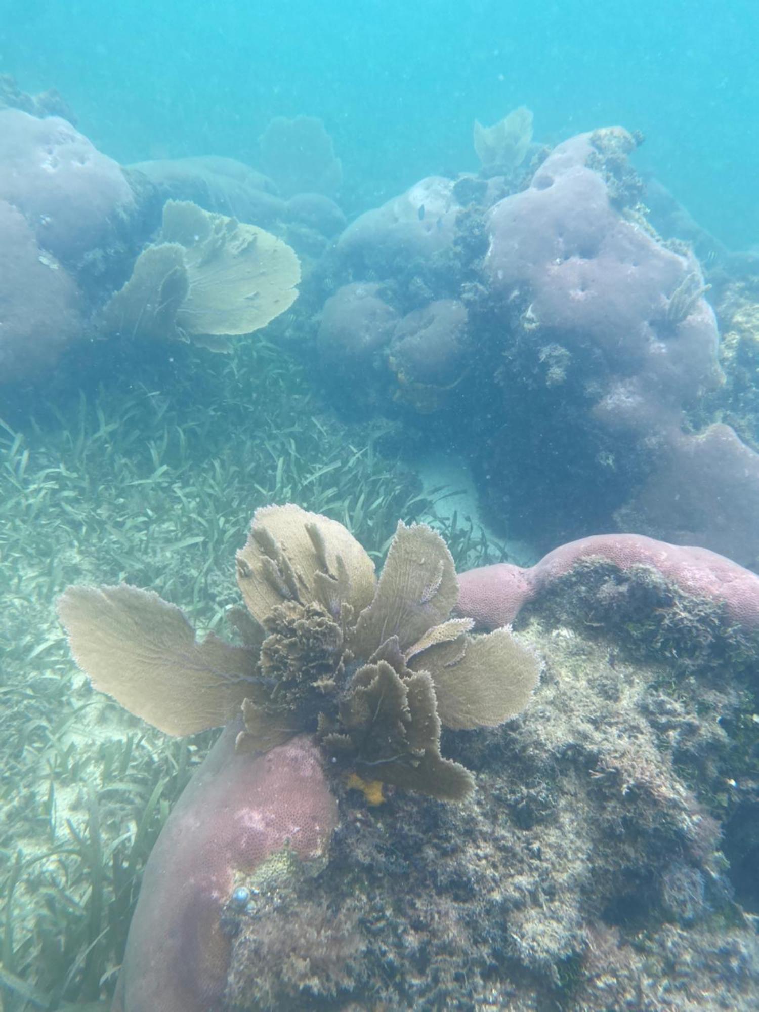 Coral Cove Inn Maya Beach المظهر الخارجي الصورة
